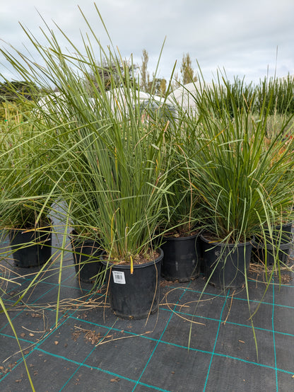 Lomandra longifolia (LM400) NYALLA®