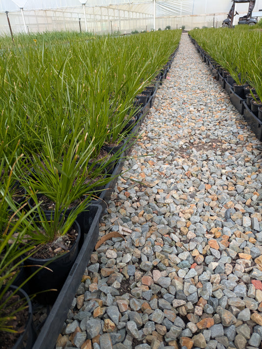 Lomandra longifolia 'Tanika' pbr