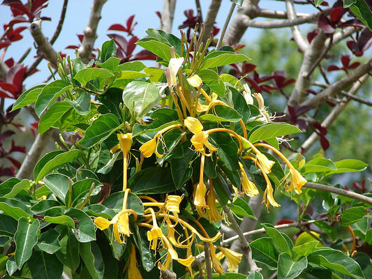 Lonicera hildebrandiana