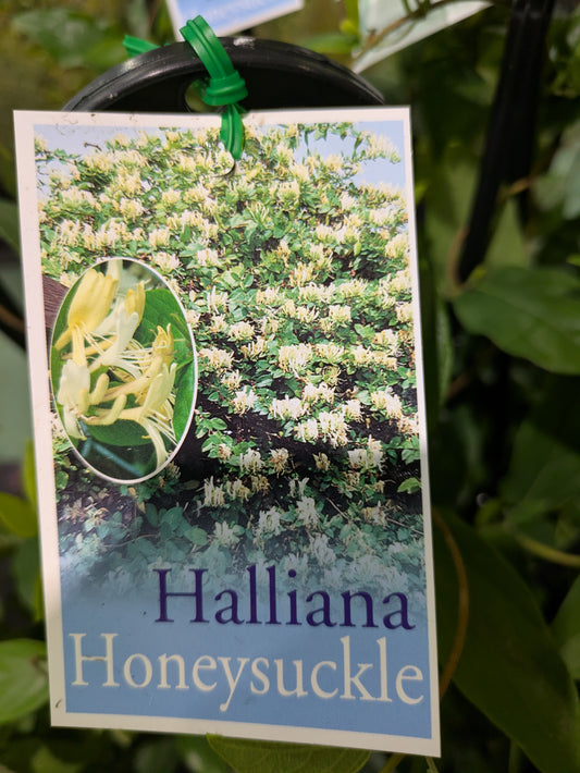 Lonicera japonica Halliana