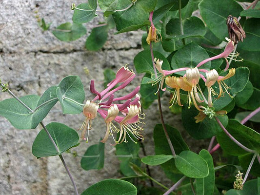 Lonicera x. americana