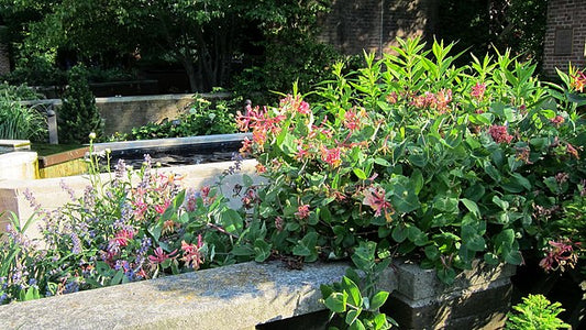 Lonicera x heckrottii 'Goldflame'