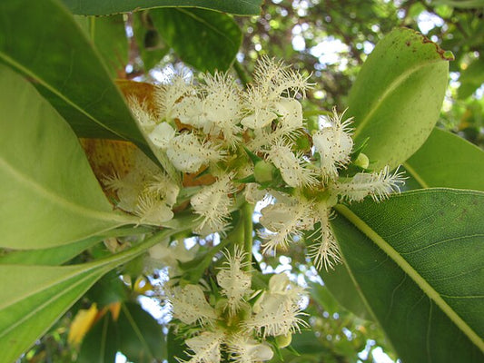 Lophostemon confertus