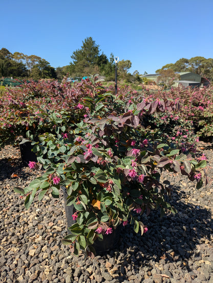 Loropetalum chinense China Pink