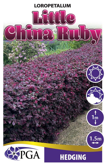 Loropetalum ‘Little China Ruby’