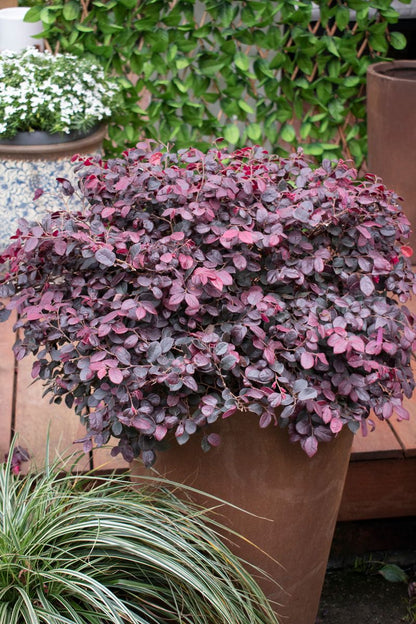 Loropetalum ‘Little China Ruby’