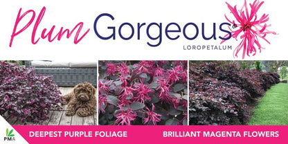 Loropetalum ‘Plum Gorgeous’