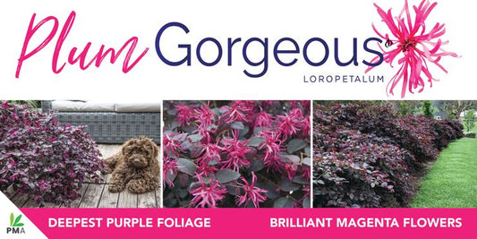 Loropetalum ‘Plum Gorgeous’