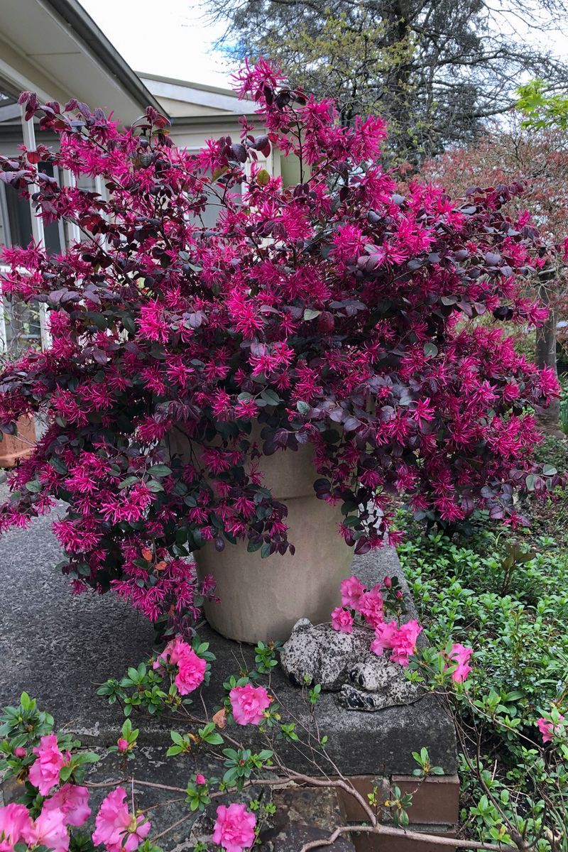 Loropetalum ‘Plum Gorgeous’