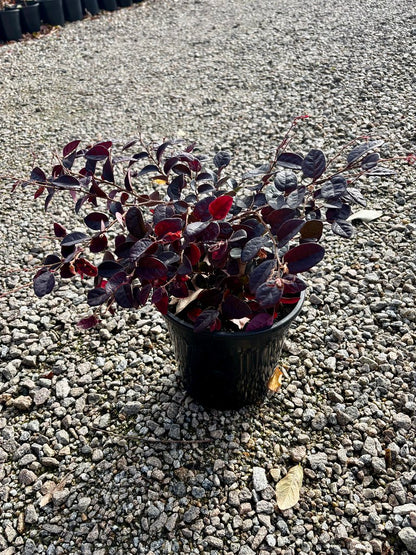 Loropetalum ‘Plum Gorgeous’