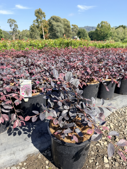 Loropetalum chinense rubrum Plum Delight