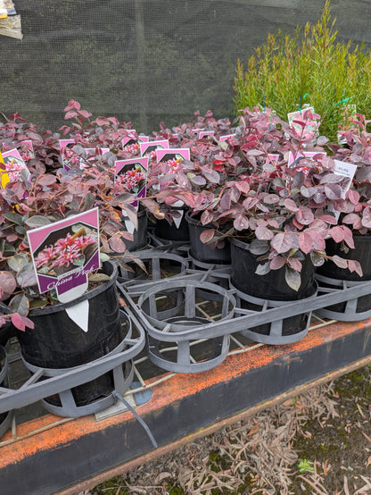 Loropetalum chinense China Pink