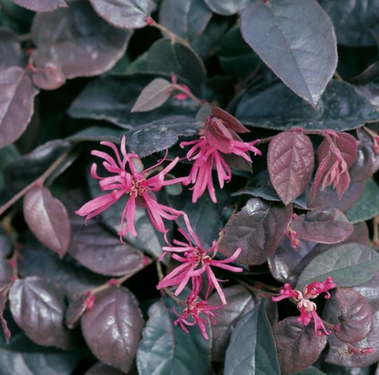 Loropetalum chinense China Pink