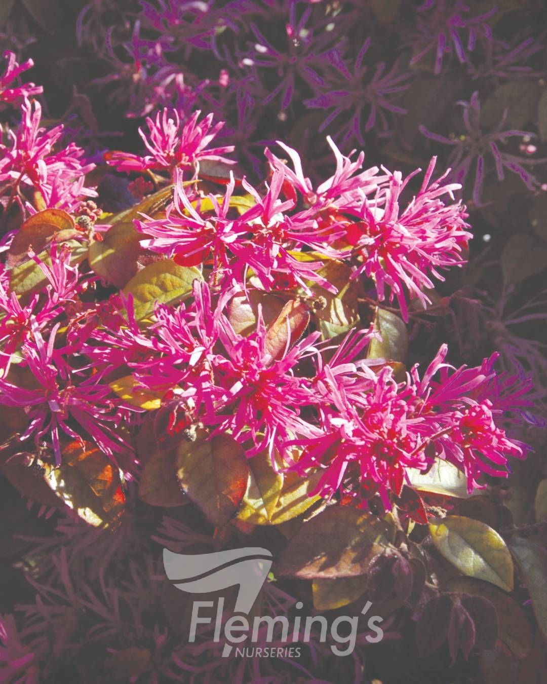 Loropetalum chinense rubrum Fire Dance