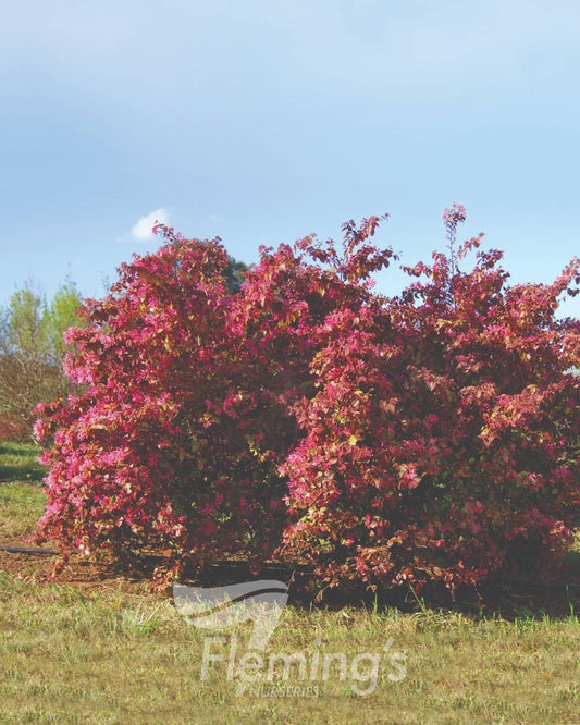 Loropetalum chinense rubrum Fire Dance