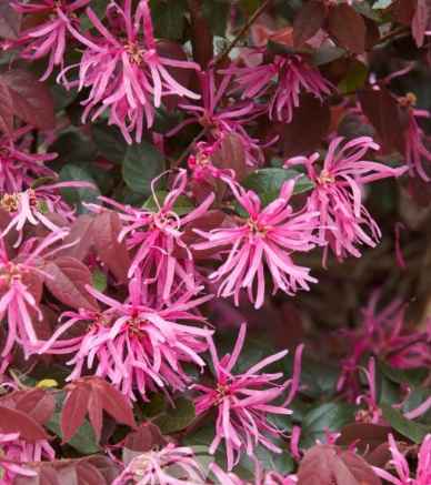 Loropetalum chinense rubrum Plum Delight