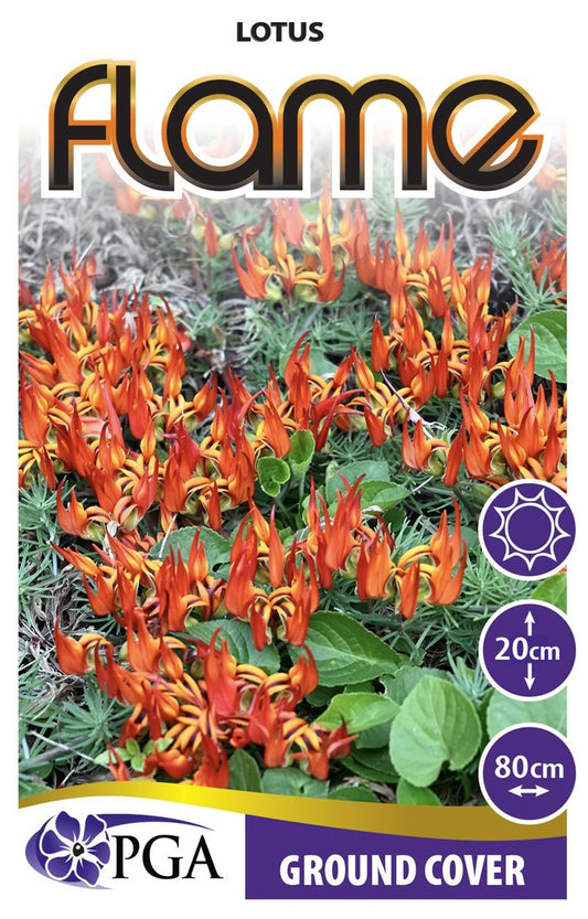 Lotus ‘Flame’