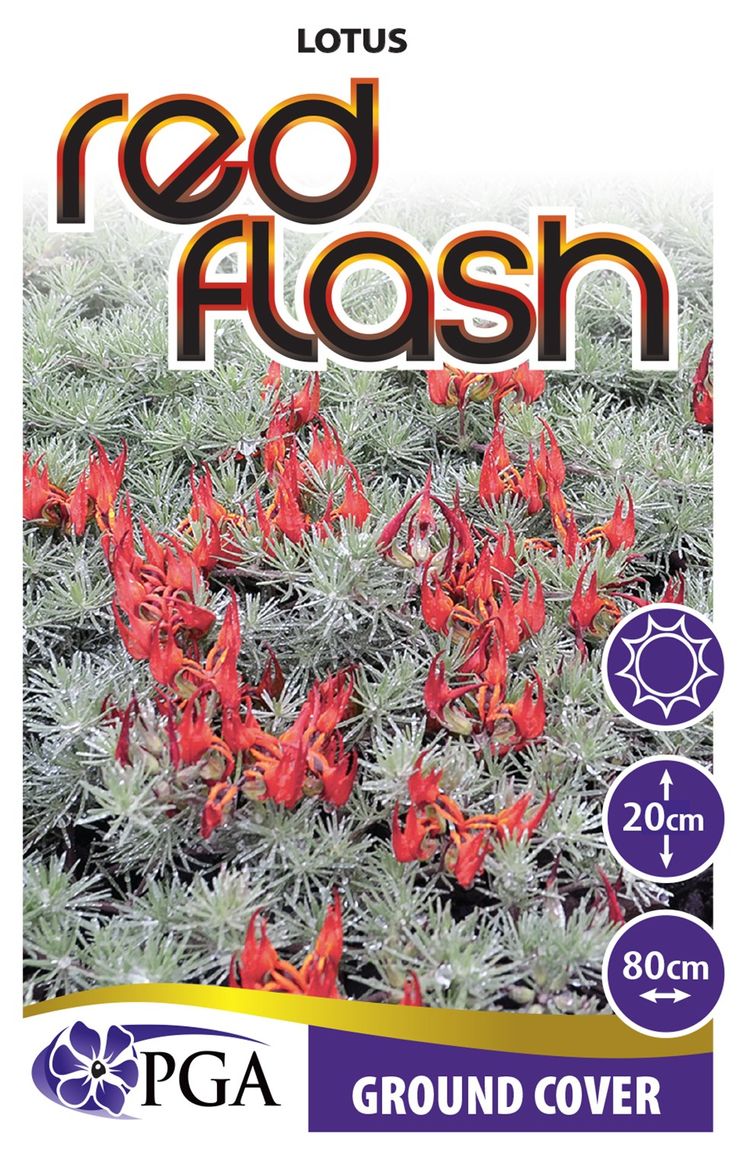 Lotus ‘Red Flash’