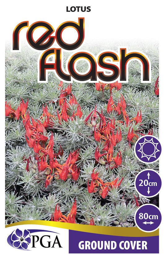 Lotus ‘Red Flash’