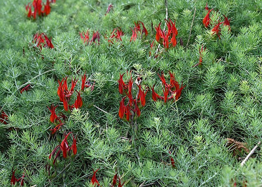 Lotus berthelotii