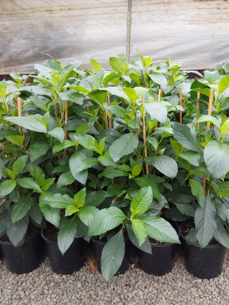 Luculia pinceana Pink Spice