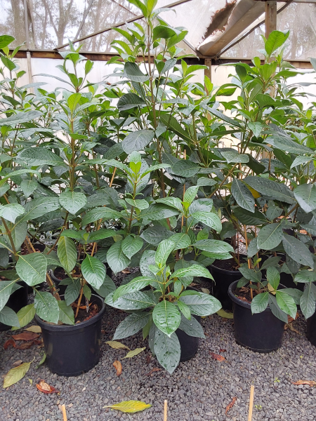 Luculia pinceana Pink Spice