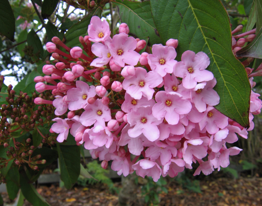 Luculia gratissima Early Dawn