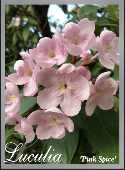 Luculia pinceana Pink Spice