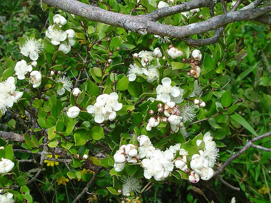 Luma apiculata