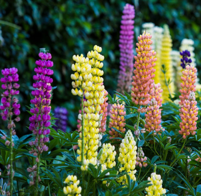 Lupinus Russell