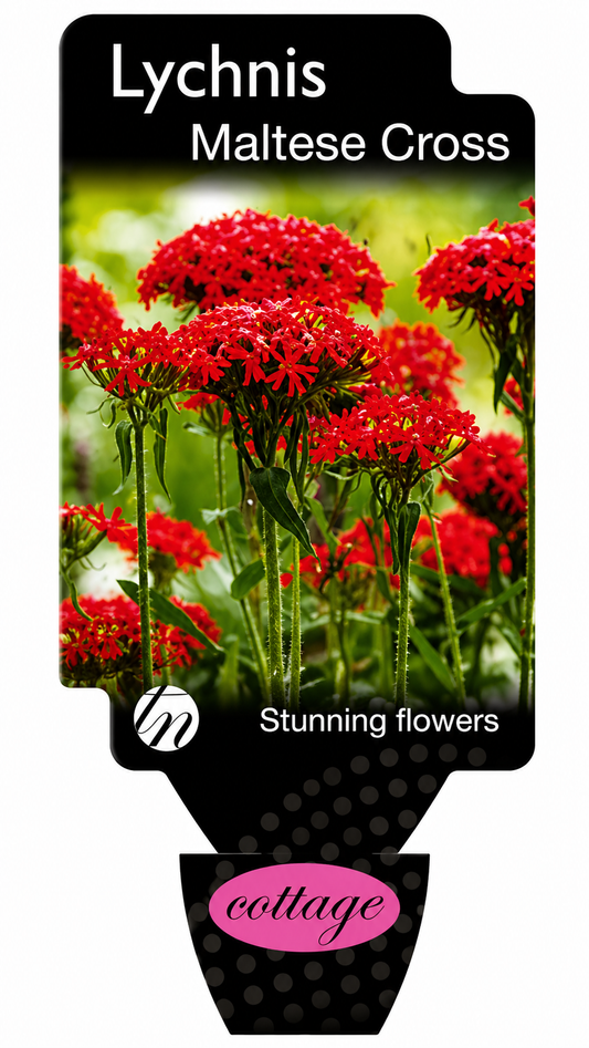 Lychnis chalcedonica Maltese Cross