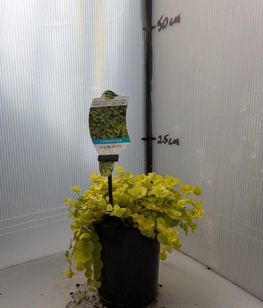 Lysimachia nummularia Goldilocks
