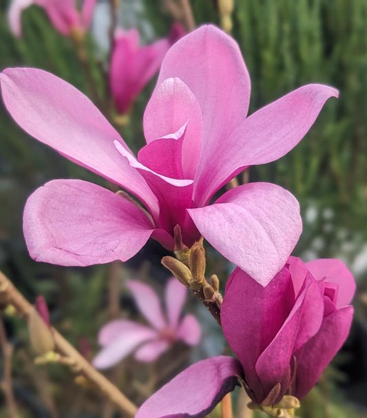 Magnolia Ann