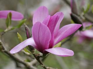Magnolia Apollo