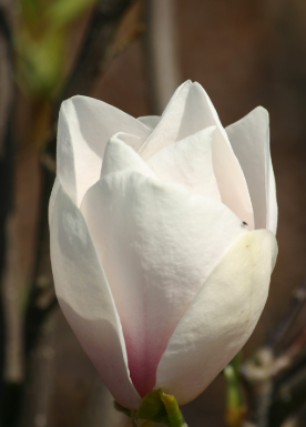 Magnolia Asian Artistry