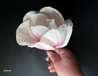 Magnolia Athene