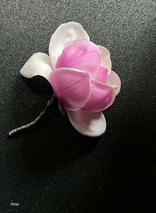 Magnolia Atlas