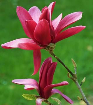 Magnolia Burgundy Star™
