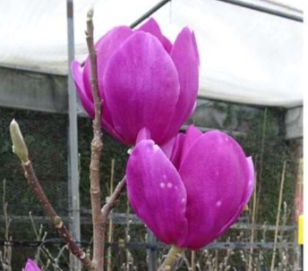 Magnolia Cleopatra