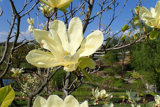 Magnolia Elizabeth