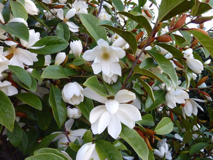 Magnolia Fairy Cream