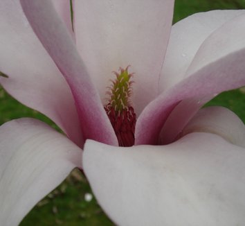 Magnolia Felicity