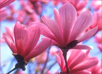Magnolia Galaxy