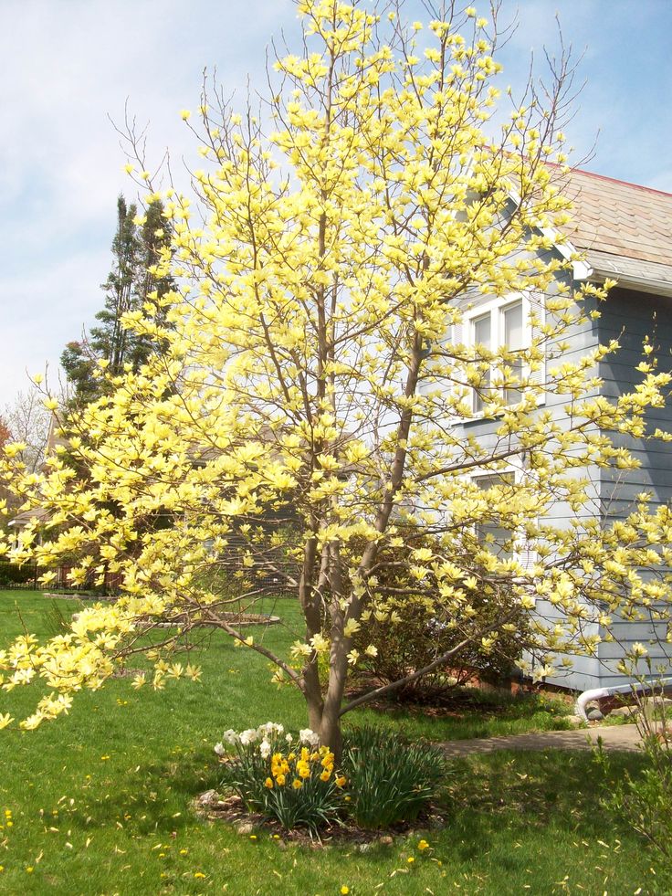 Magnolia Gold Star