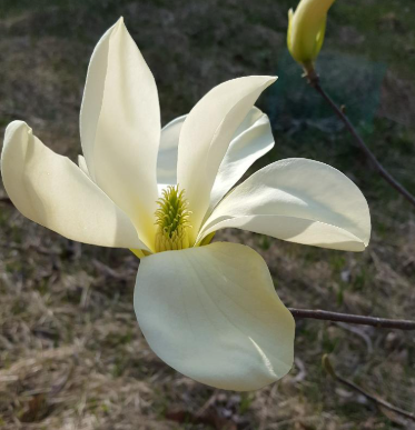 Magnolia Goldfinch