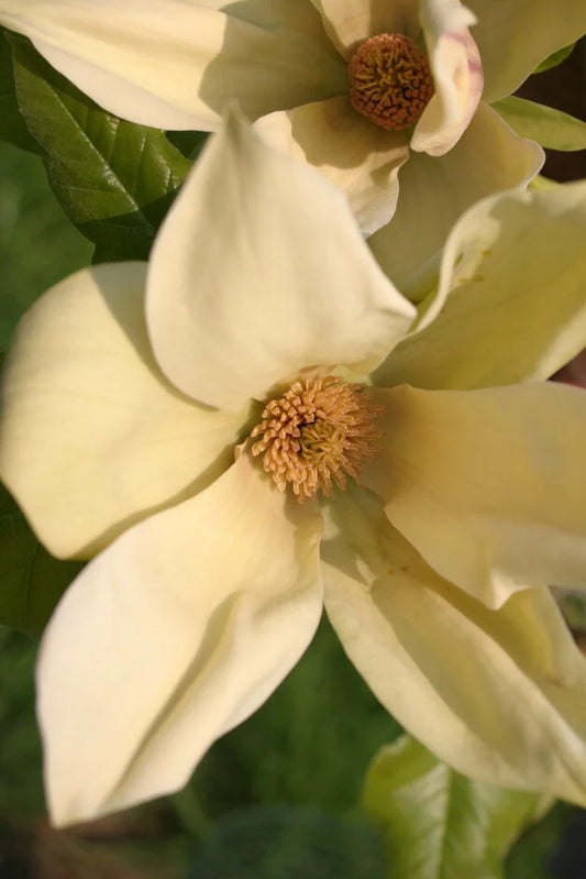 Magnolia Hattie Carthan