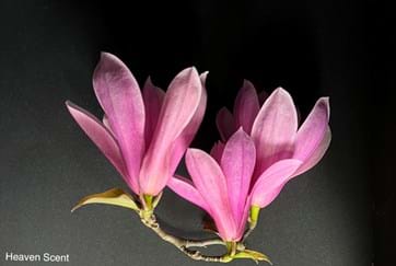 Magnolia Heaven Scent