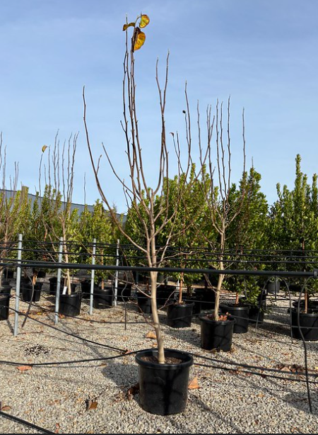Magnolia x soulangeana 'HoneyTulip' pbr