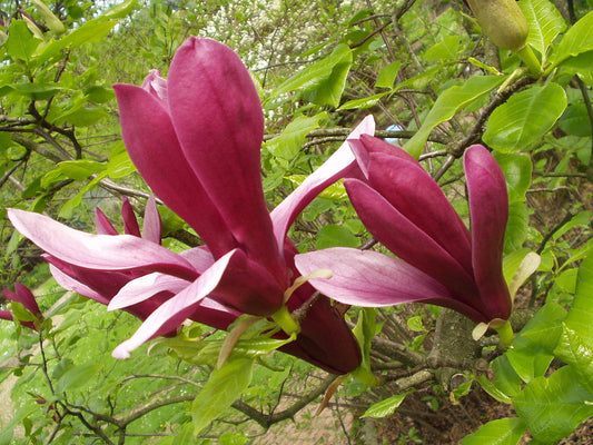 Magnolia Iiliiflora