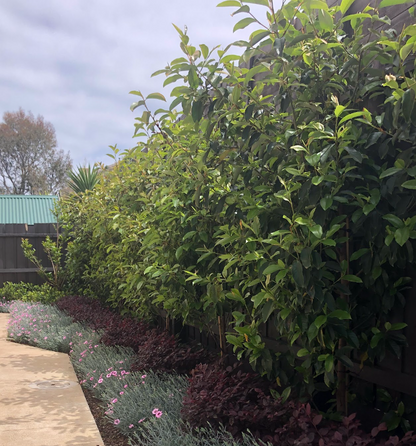 Magnolia Inspiration